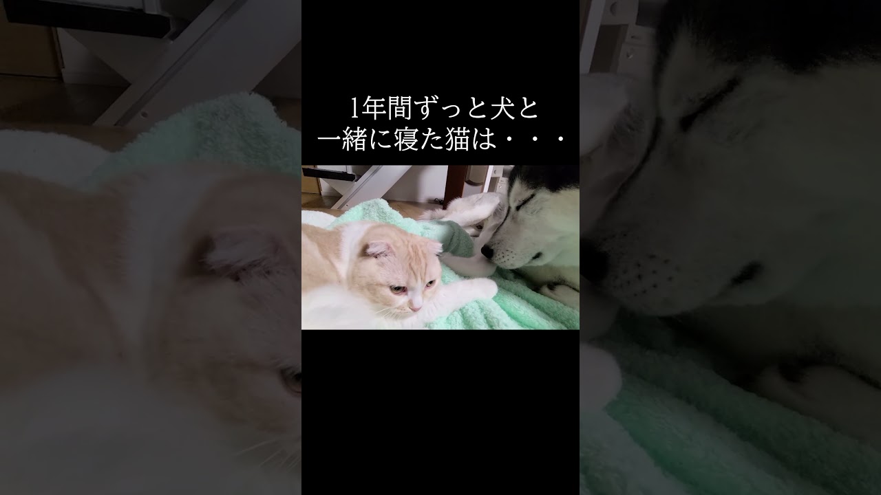 猫のおやすみの挨拶が可愛すぎる...#shorts