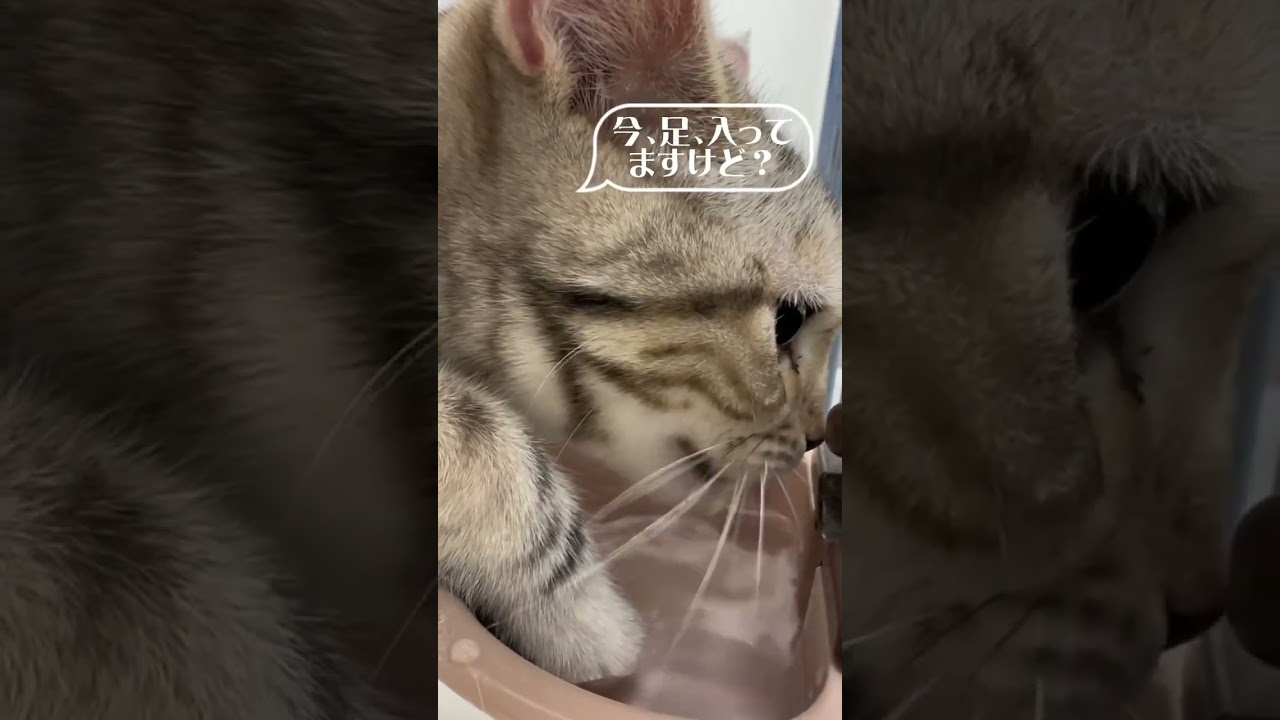 水分補給#アメリカンショートヘア #アメショ #ねこかわいい #ねこ動画 #ねこ部 #猫 #猫のいる暮らし #猫好きさんと繋がりたい #猫のいる生活 #ねこすき #ペットモデル大募集 #shorts