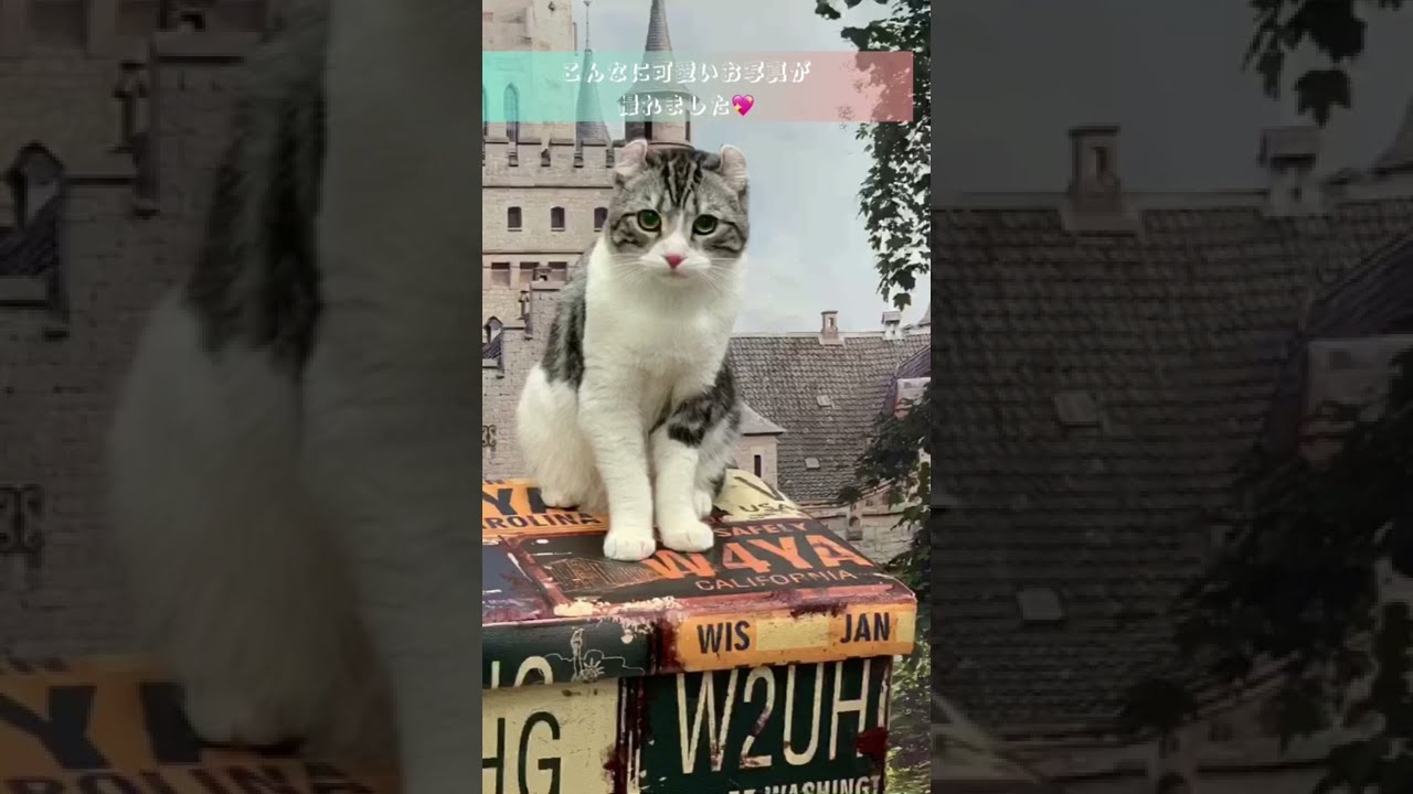 可愛すぎる猫ちゃんの撮影会に密着📸 【癒し動画】#shorts #アメリカンカール