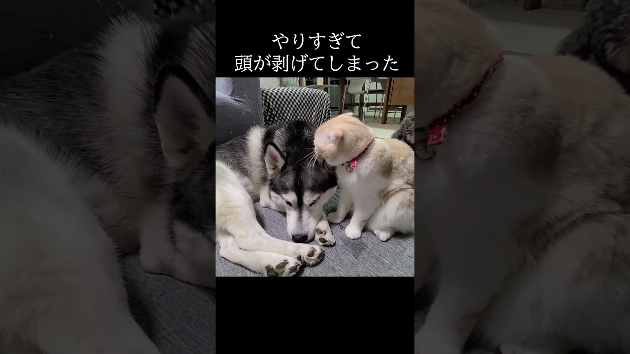 猫が犬の頭をぺろぺろしすぎてこうなってしまった...#shorts