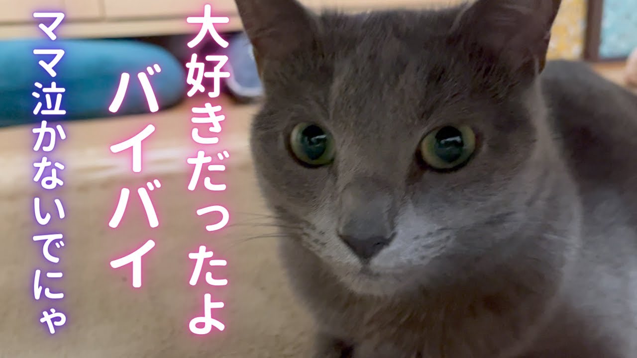 そらの可愛い巣が撤去された件（ロシアンブルー）