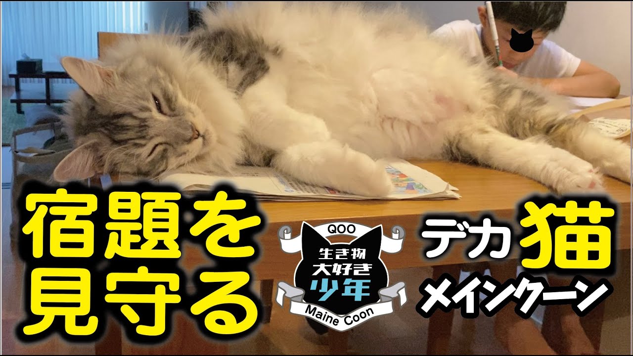 【メインクーン】子守りをする世話好きな大型猫