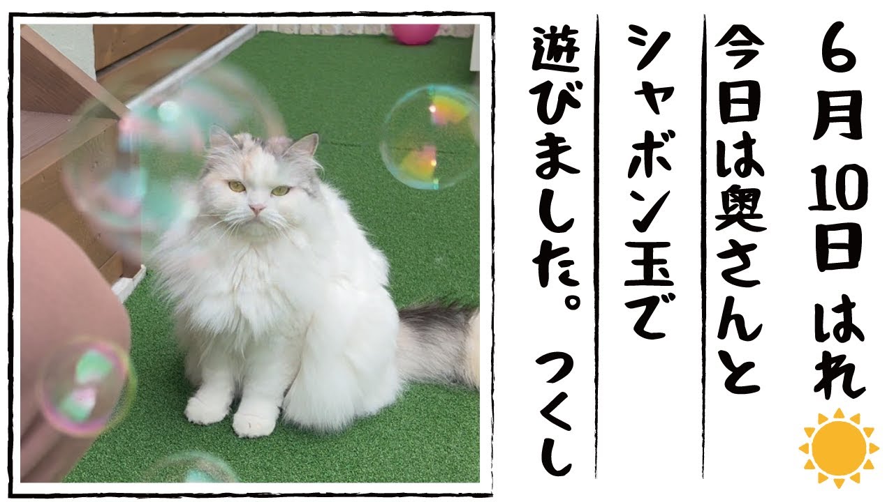 きょうはねことしゃぼんだまであそびましたまる【関西弁でしゃべる猫】