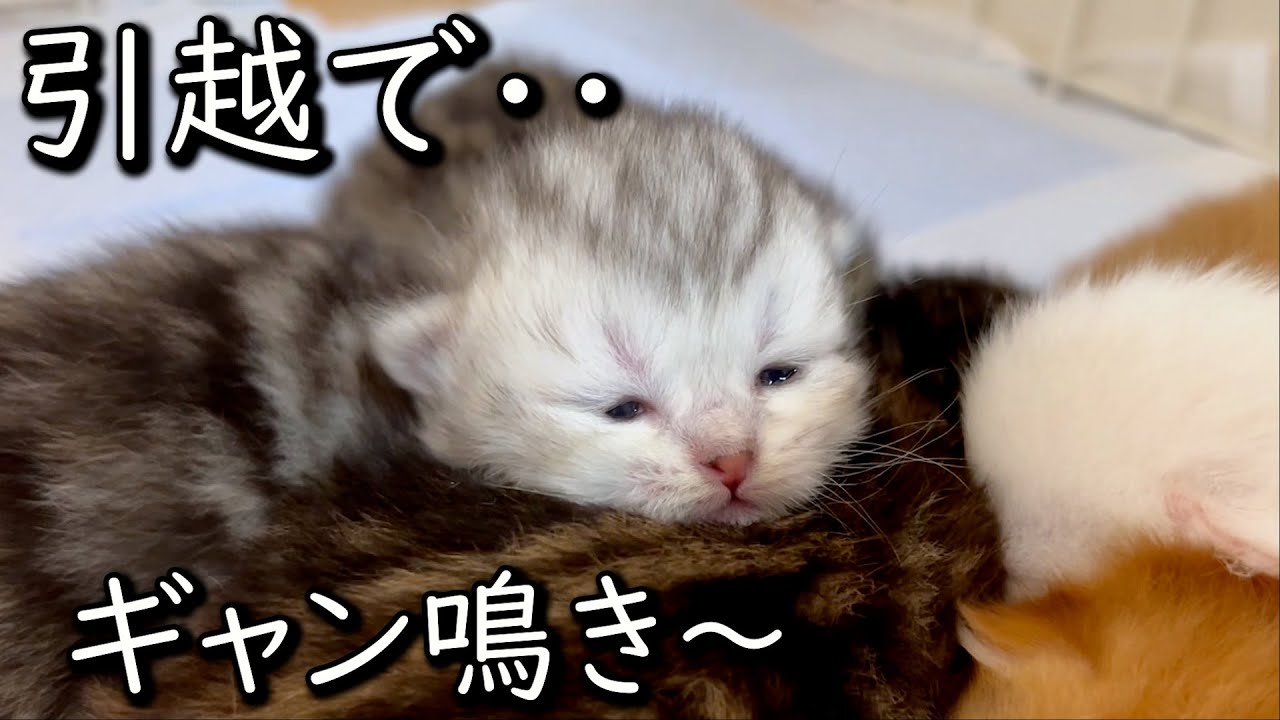 【ミヌエットの子猫】お引越ししたら赤ちゃん達がギャン泣きした件 ∼猫のいる生活Vol.708~ 出産動画 マンチカン短足・ミヌエット・ペルシャ猫専門ブリーダー『ペット蔵人』【子猫の成長記録】