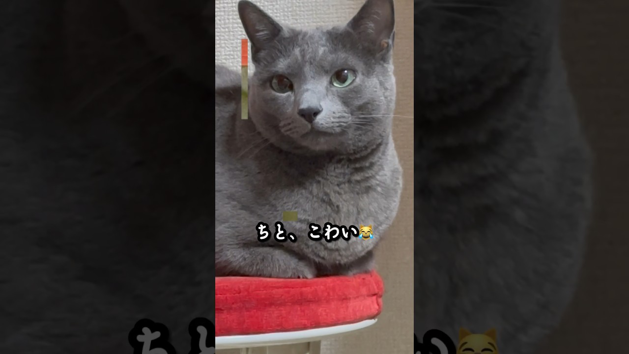 【ロシアンブルー】めろん、雨風強い...お外が気になるみたい🤔【猫】#shorts