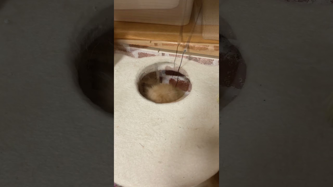 穴からのぞく猫がかわいい #shorts  #猫 #アメリカンカール #cat