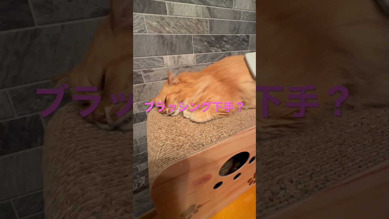 【ペルシャ猫】ブラッシング#shorts #ペルシャ猫#ブラッシング@mmsch