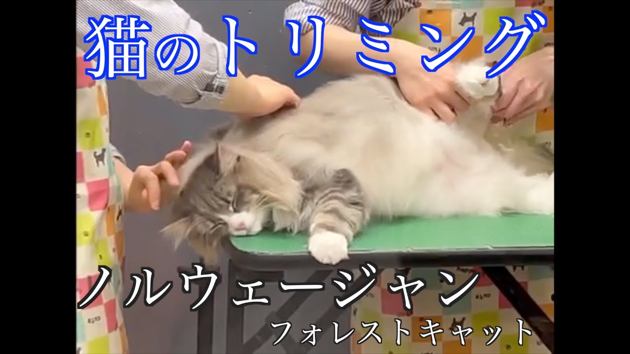すごい！ノルウェージャンのトリミング★ノルウェージャンフォレストキャットのトリミング
