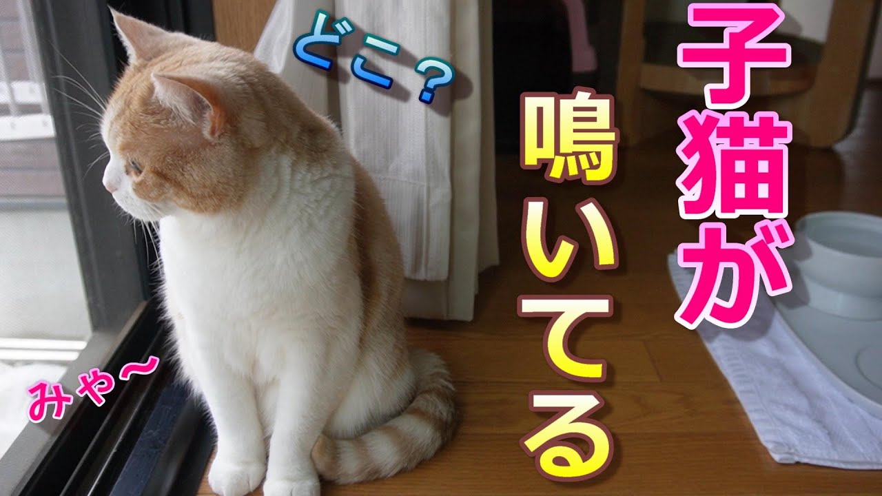 迷子の子猫が鳴いている【スコティッシュフォールド】【アビシニアン】