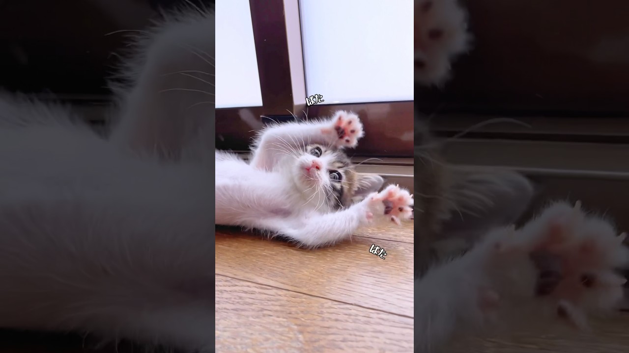 子猫が相手にされなくて「大の字バタバタ」が人間の赤ちゃんみたいで可愛すぎる【預かり保護猫】