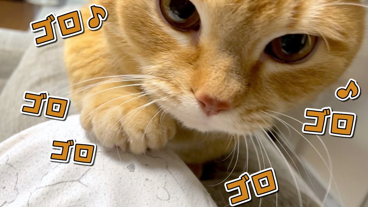 ごはんが楽しみすぎて爆音エンジン全開になっちゃう猫が可愛すぎたw