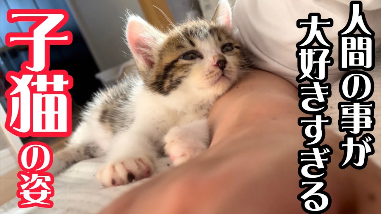人間が大好きすぎて駆け寄って来て離れなくなる子猫の姿