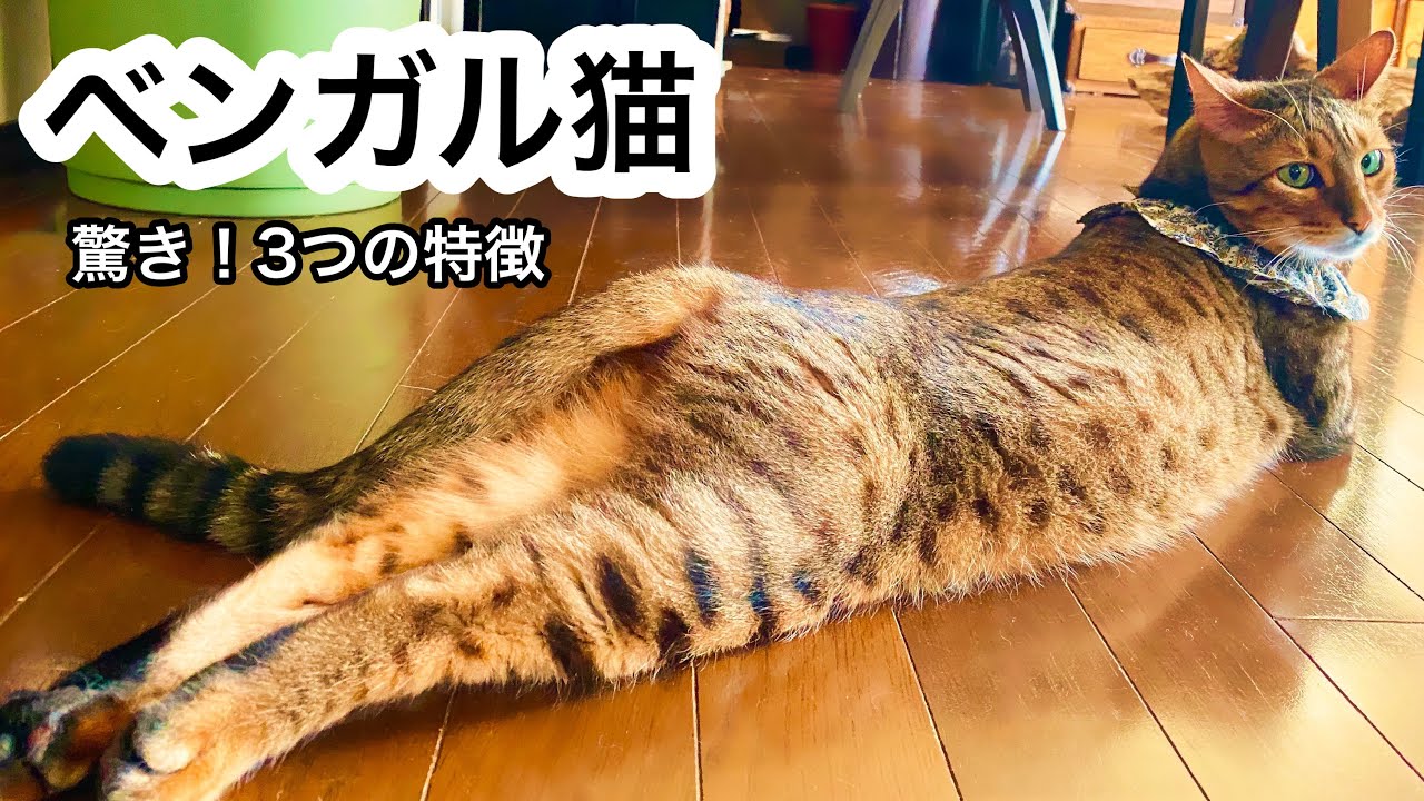 【ベンガル猫の特徴】飼いにくい？！他の猫との違いを紹介します
