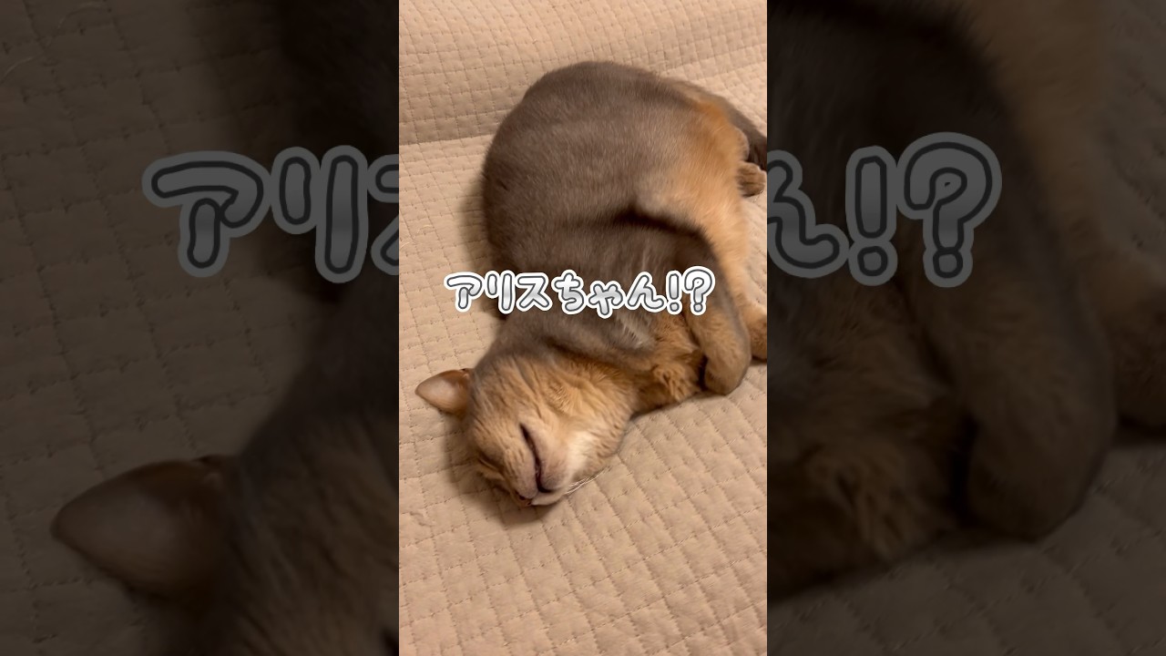 アリスちゃん！？ #shorts #猫動画 #アビシニアン #cat #まな猫