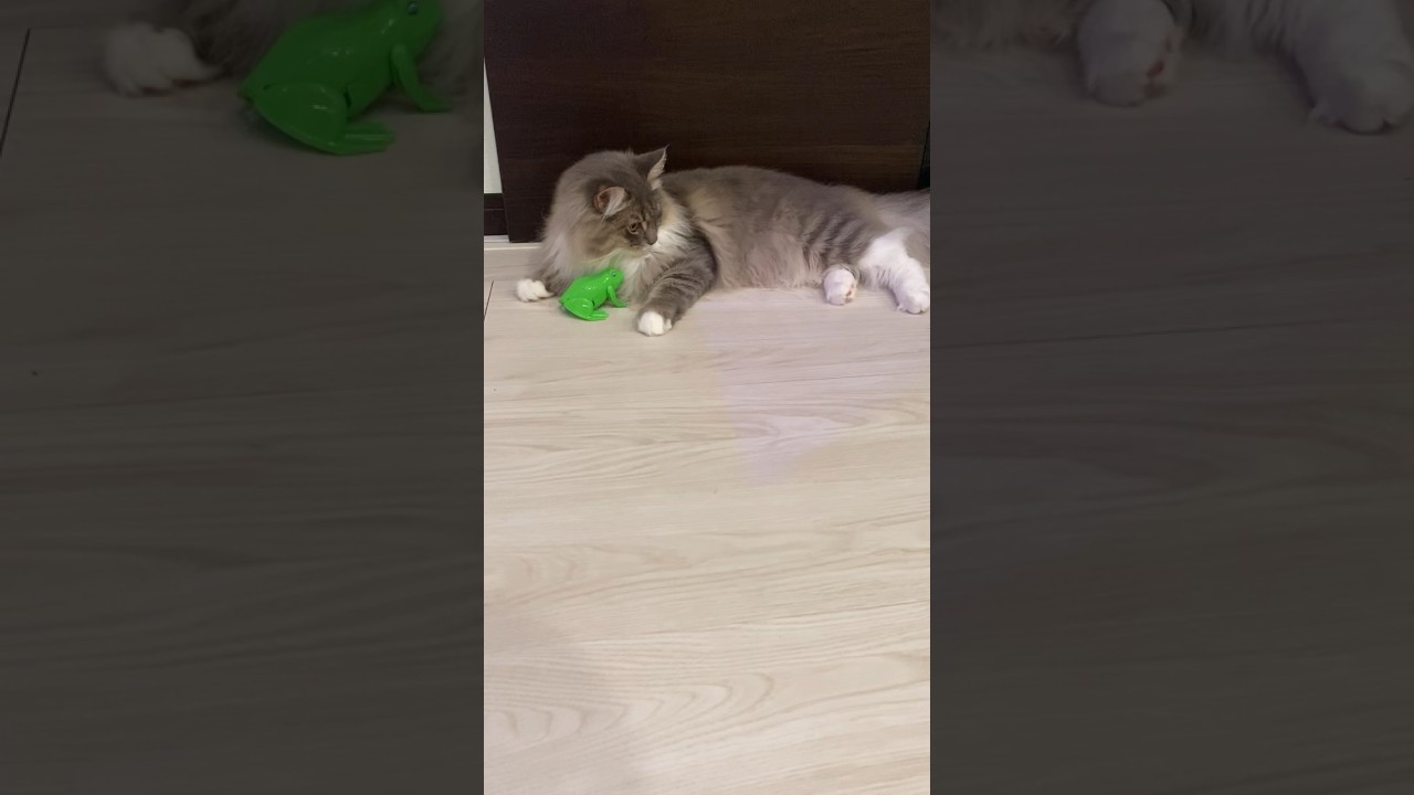 おもちゃへの反応が微妙に鈍い猫#ねこ動画 #サイベリアン #cat #shorts