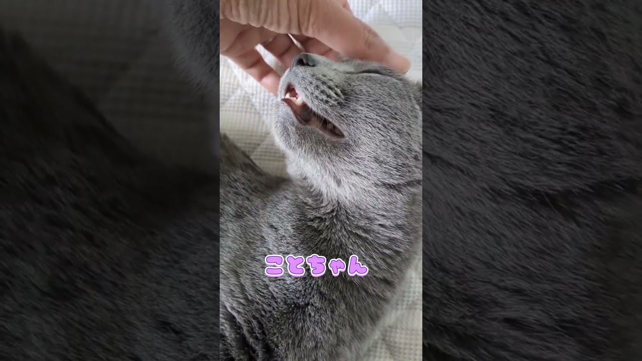 嬉しさのあまり変顔しちゃう猫💕🐈‍⬛  #ロシアンブルー #猫 #russianblue