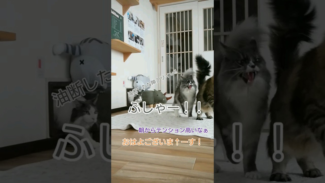 6/10出勤風景#メインクーン #猫動画 #cat #猫カフェ #可愛い猫 #かわいい猫 #出勤のお時間です #shorts