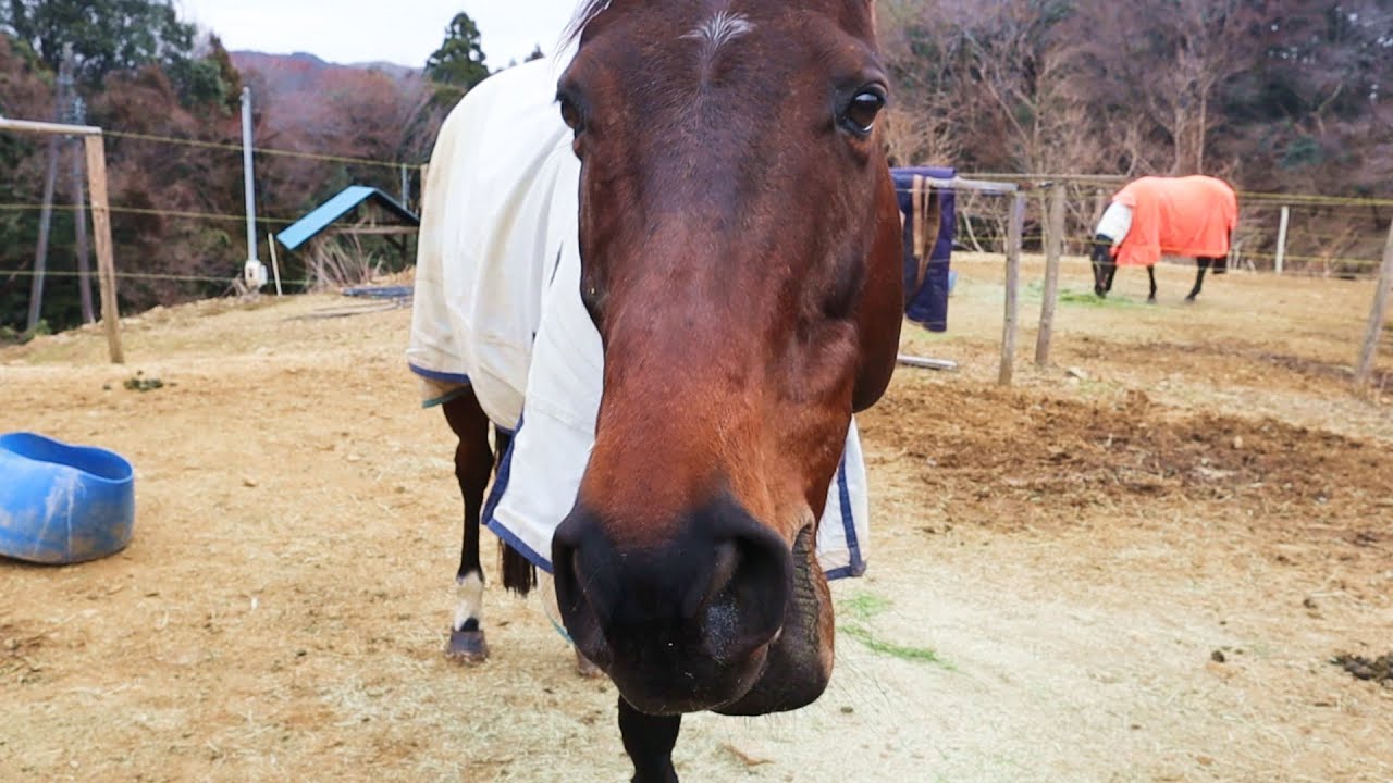 【動画集】馬ってヘンだけどかわいい２