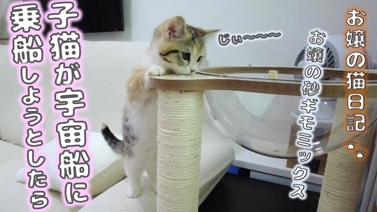 子猫が宇宙船に乗船しようとしたら【お嬢の猫日記 / OJO- CAT DAILY】
