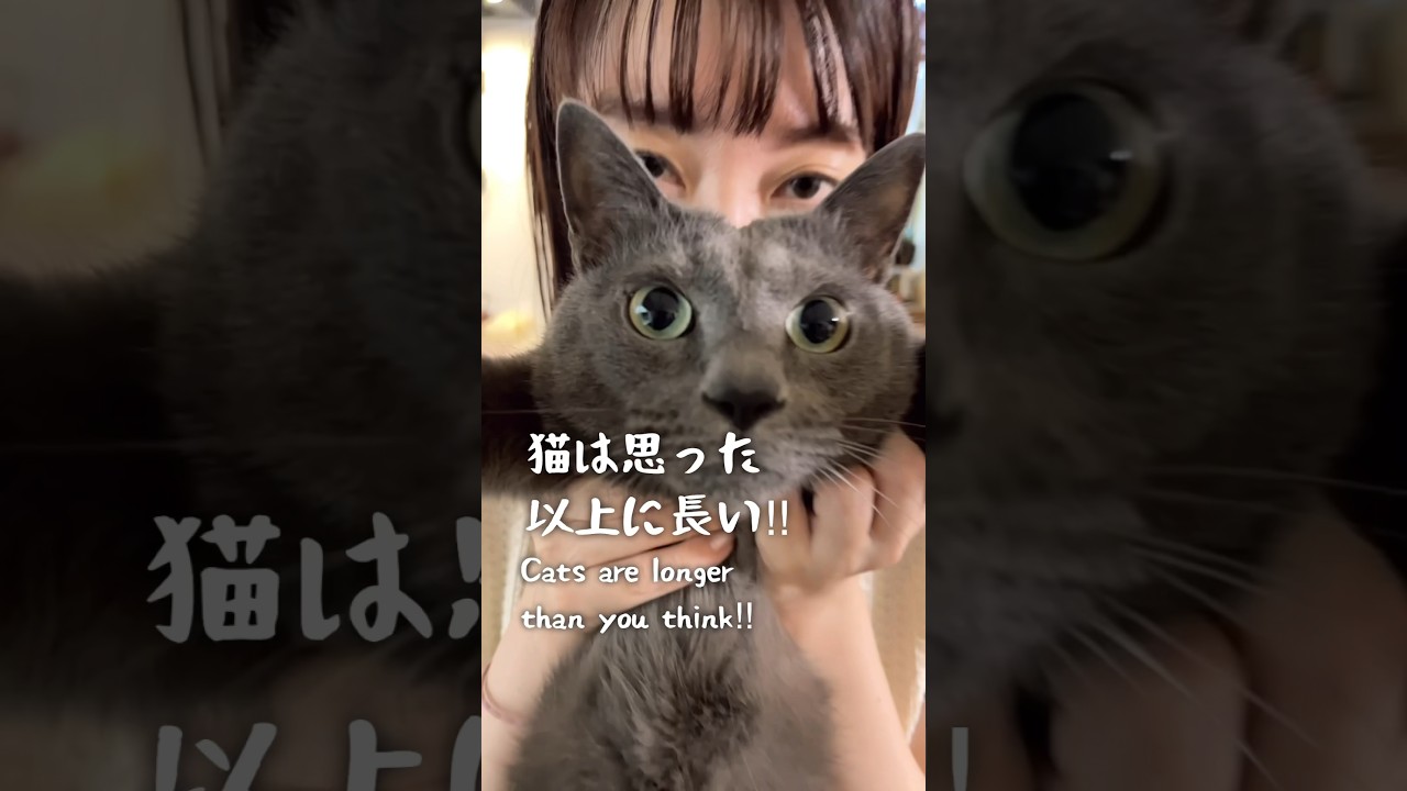 猫の身長知ってますか？#shorts#猫#ロシアンブルー#cat#russianblue #funnycats