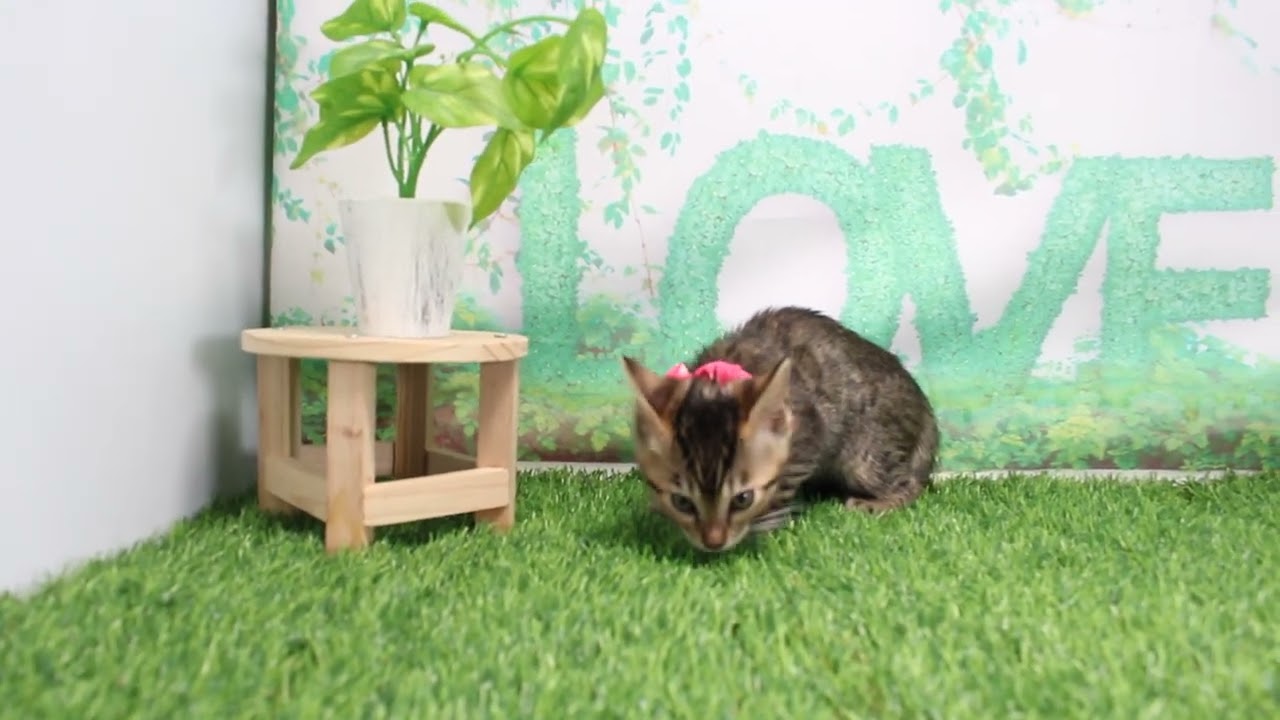 Coo&RIKU　No635955　ベンガル