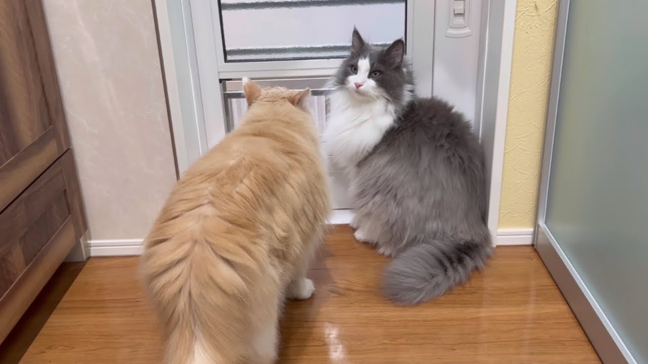 【大人気】お外の空気が気持ちいいにゃん❤︎ノルウェージャンフォレストキャットとターキッシュアンゴラ