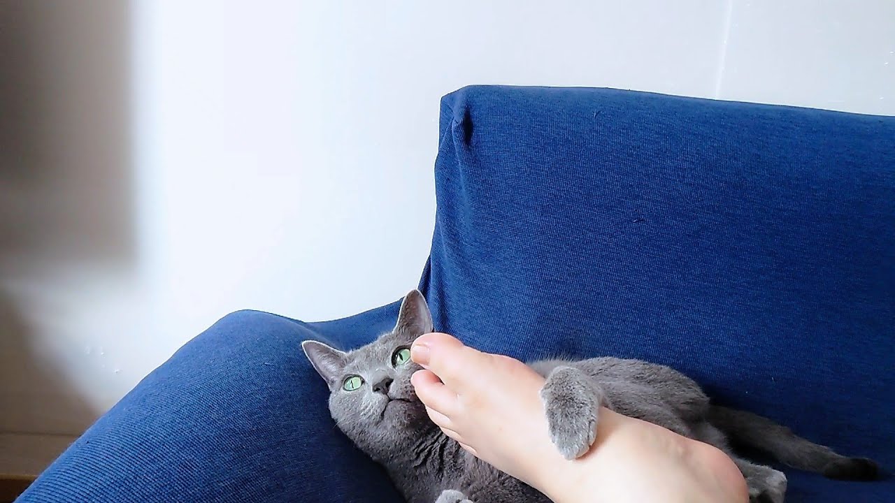 【猫動画】嫁の足を毛づくろいしてくれるロシアンブルー【russianbule】A Russian Blue grooming his wife's legs