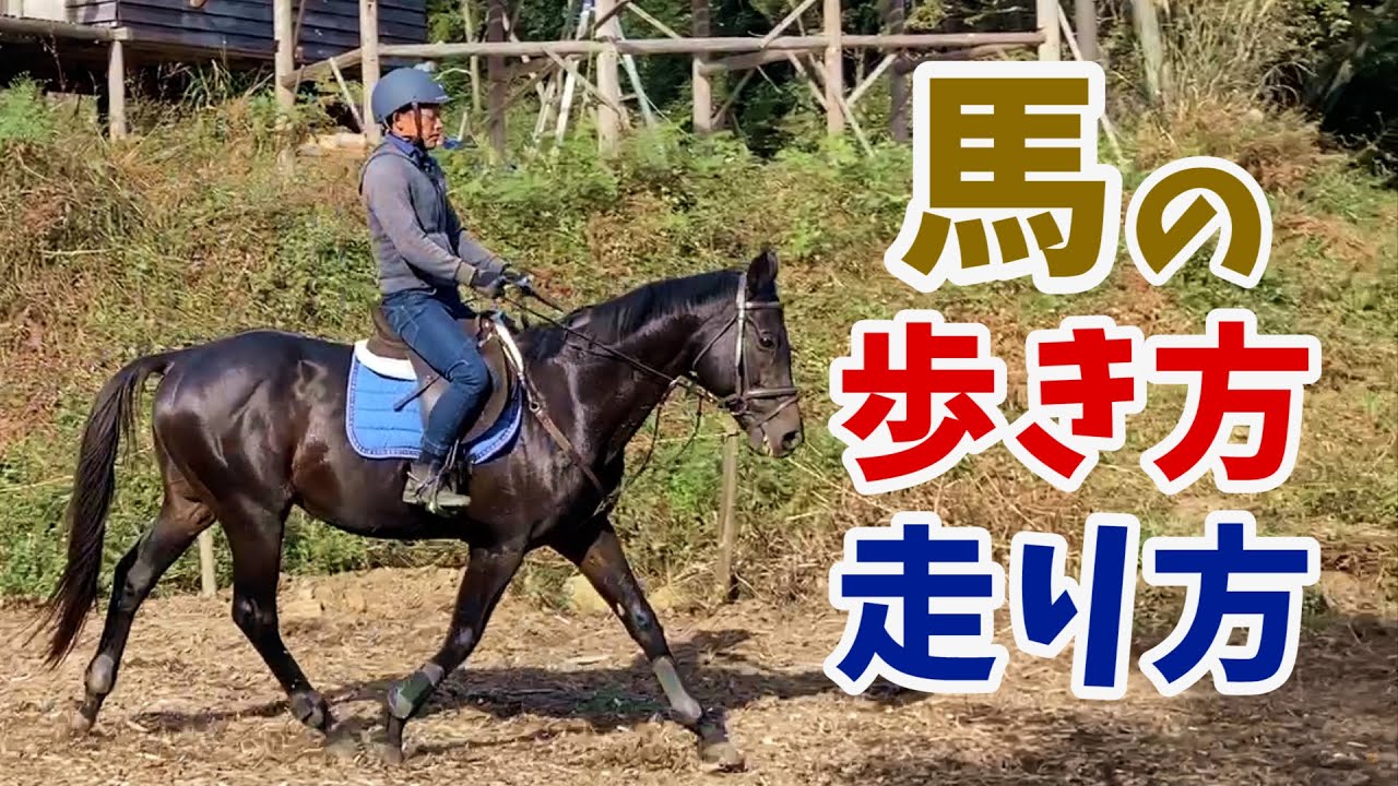 馬の走り方・歩き方/リズムを知ろう