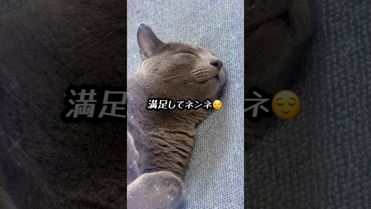 【ロシアンブルー】めろんのヘソ天...豪快です🤭【猫】#shorts