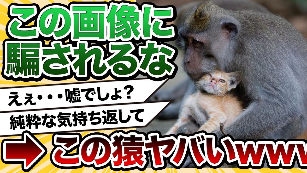 【2ch動物スレ】子猫をまるで実の子どものようにお世話するサルが発見されるwwwww