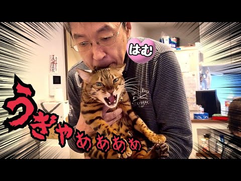 実家に猫を連れて帰ったらオトンの餌食になりました