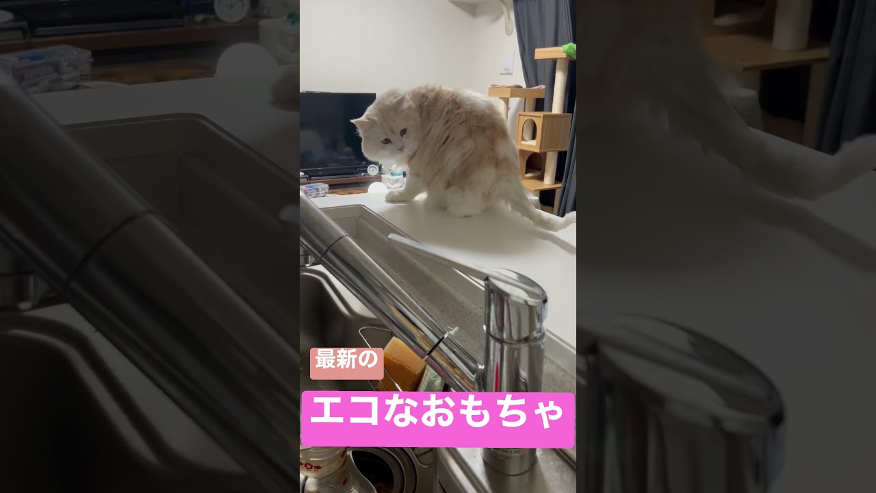 しっぽで5周ネコ #スコティッシュフォールド #ねこのいる生活