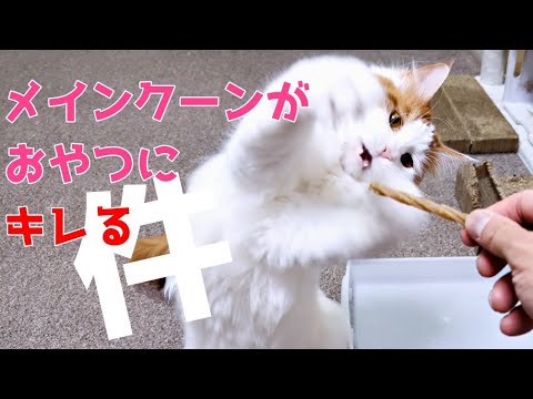 メインクーンに硬いおやつをあげたら戦いになった…