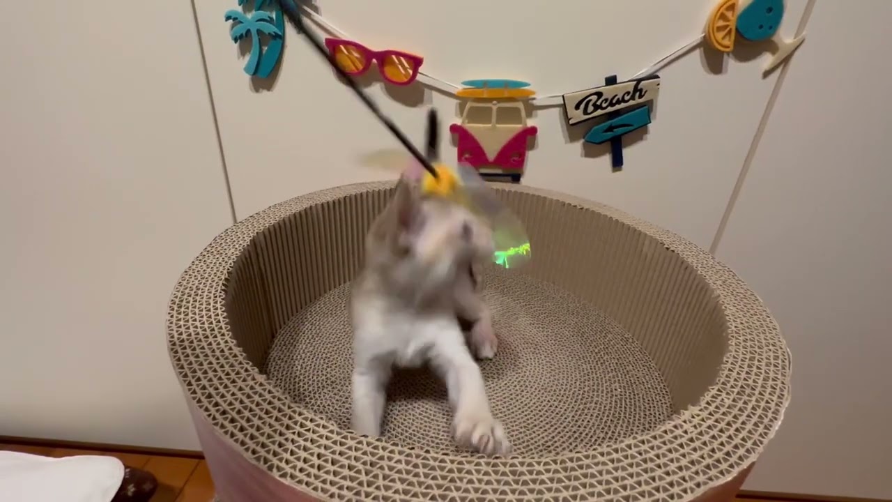 シンガプーラ 超〜美人な女の子ちゃん