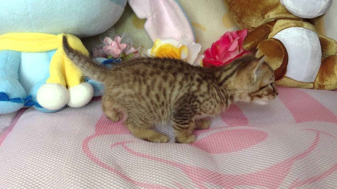 【ナナハチ'ｓ　ROOM】オシキャット☆チョコレートスポテッドタビー2013年10月9日