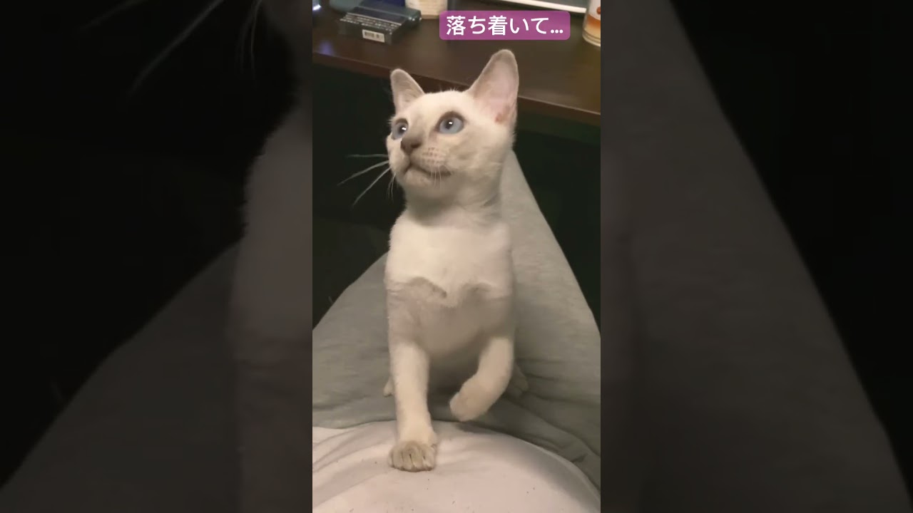 デスク作業してるとこうなる…。 #トンキニーズ #子猫