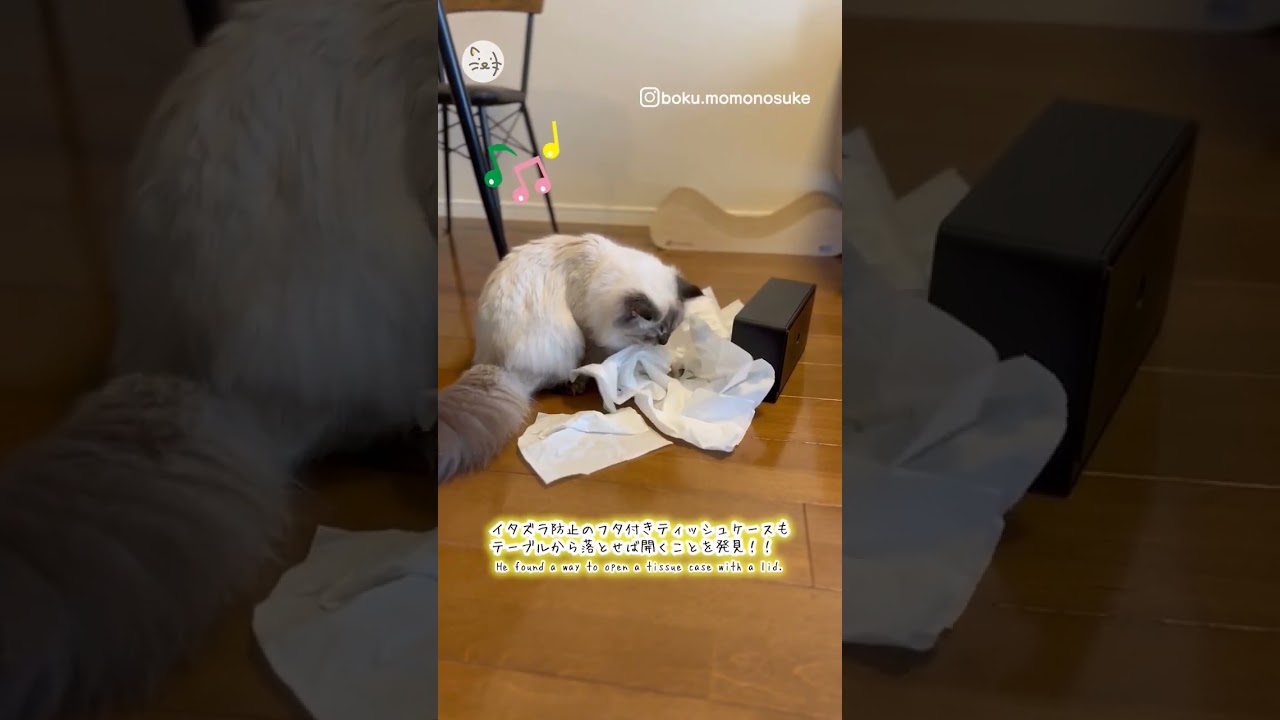 愛猫ちゃんにいたずら防止を試みるも…サイベリアン「もものすけくん」は止められない🐈It won't work for me！ #猫王国 #サイベリアン #猫のいる暮らし #shorts