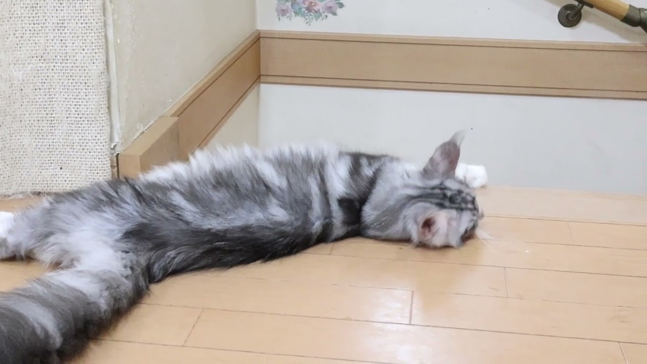 メインクーンの子猫達シャンプーに行って来ました