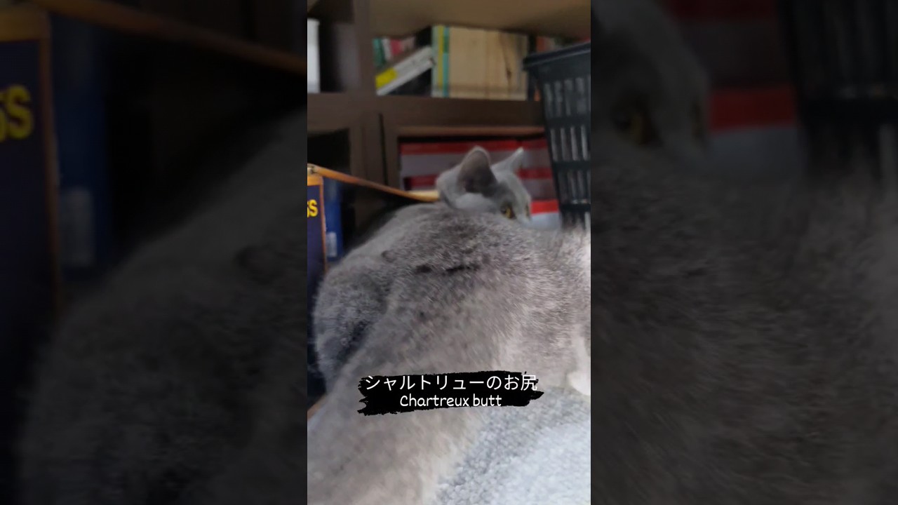 シャルトリューのお尻（Chartreux butt）