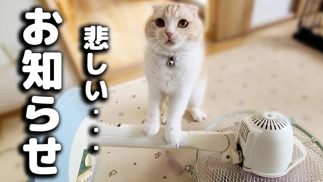 扇風機を出したら最悪の事態に...