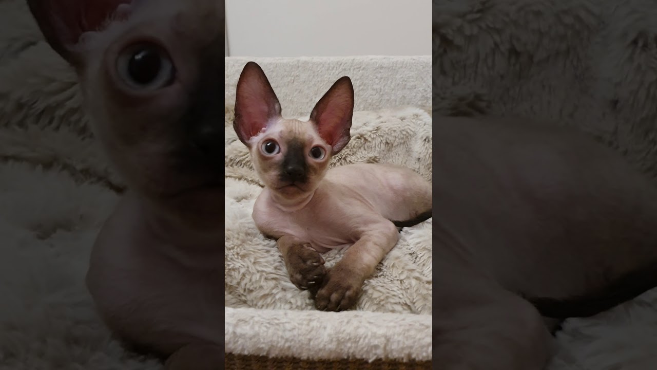 Cornish Rex Kitty!!! So so cute!!!