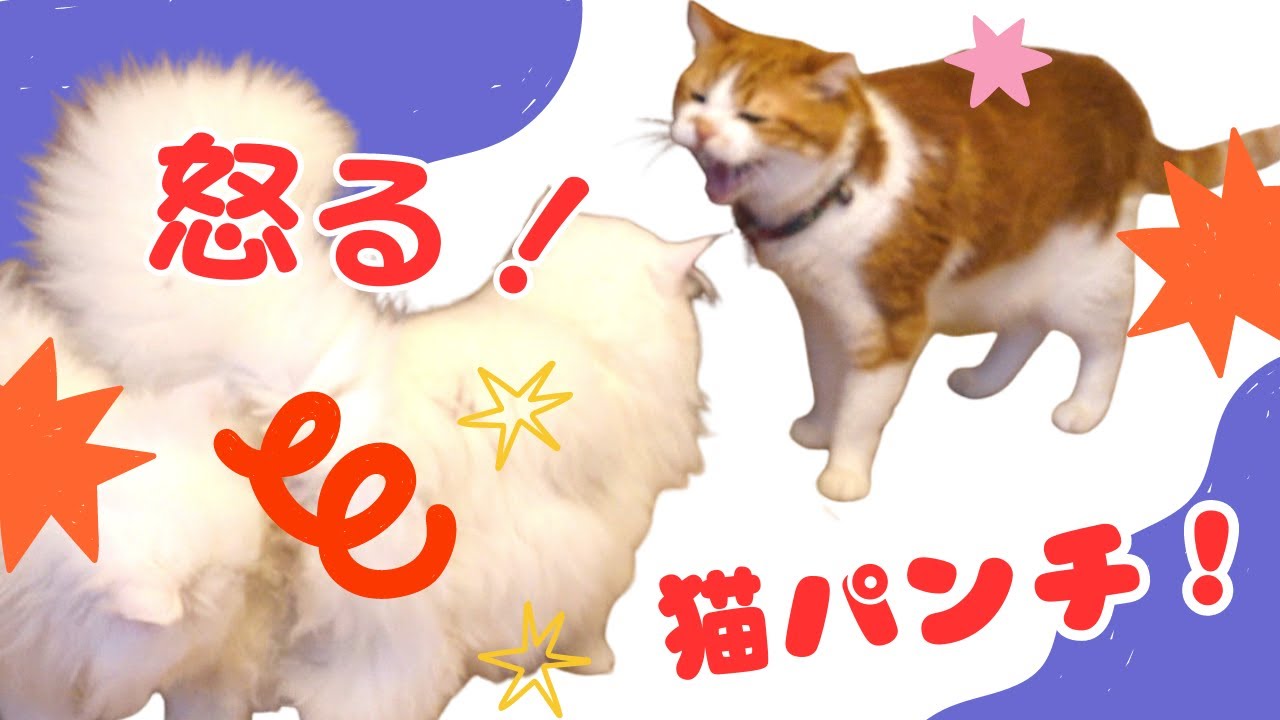 2匹の猫がシャーで威嚇！新入り子猫を受け入れる？5匹の猫が仲良くなるのは大変！
