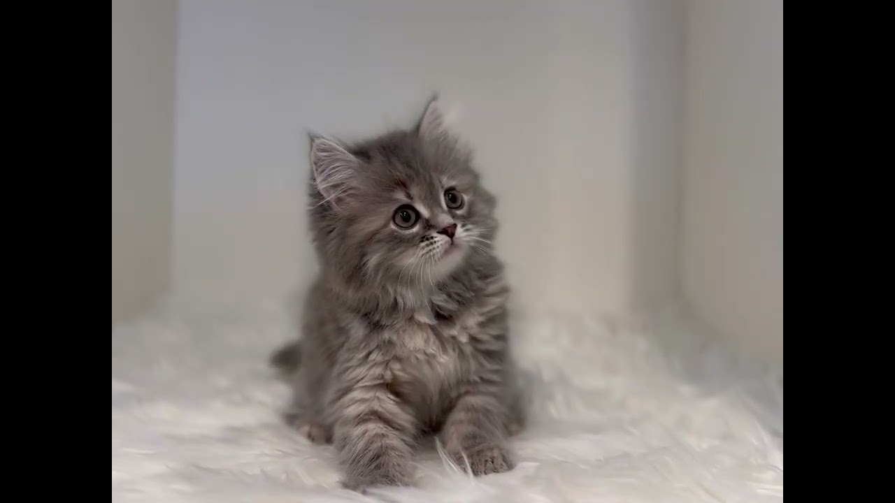 サイベリアン 両親遺伝子検査クリア/可愛さ◎/シャンプー🆗