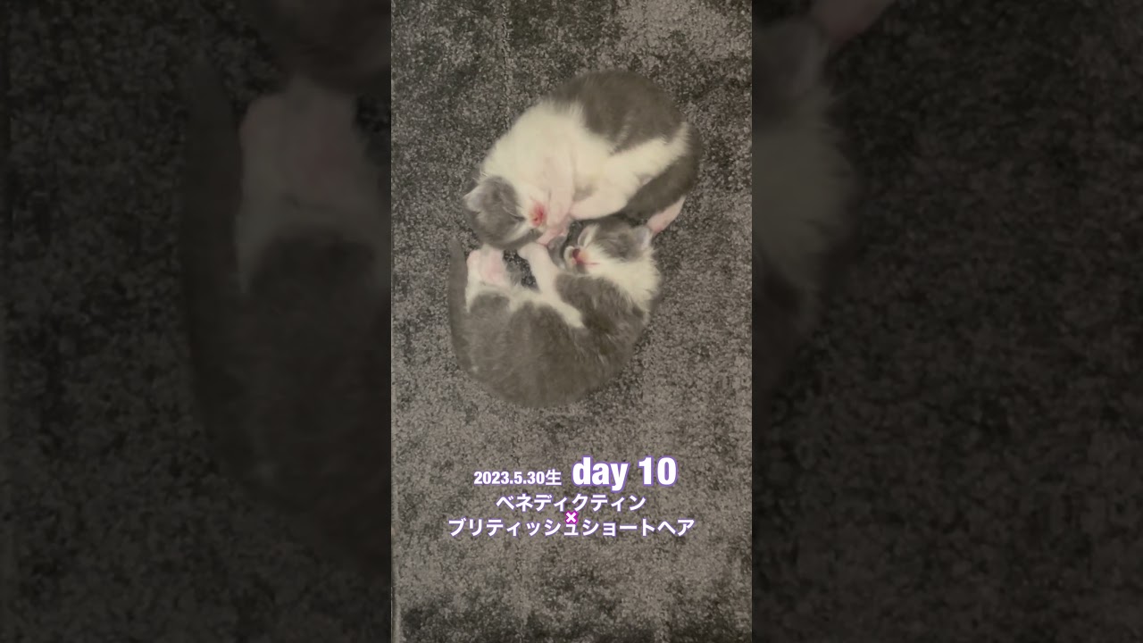 【生後10日目の子猫】シャルトリューのロングタイプとブリティッシュショートヘアの子猫#shorts