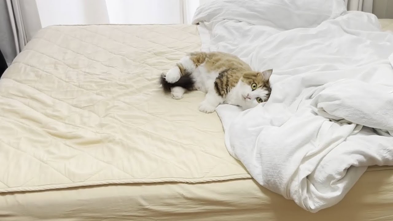 「ひとりぼっちは寂しいです」鳴き続ける猫