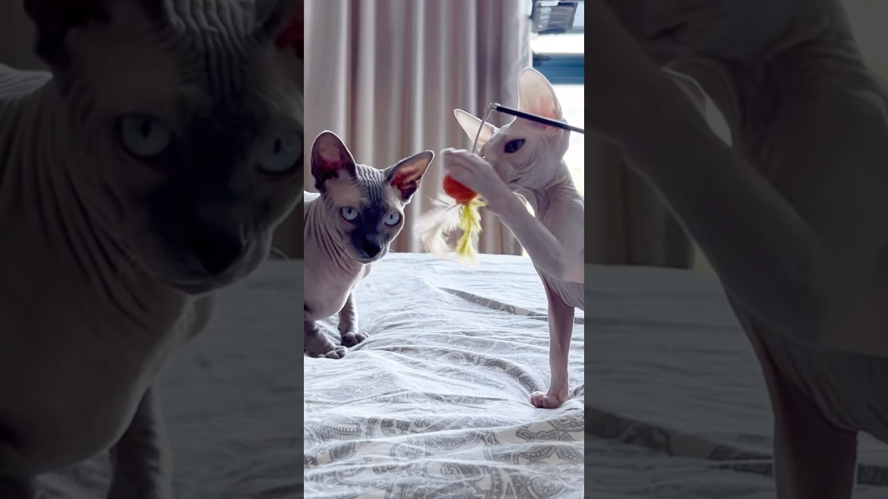 新入り子猫を見守る優しい毛のない猫【スフィンクス猫】