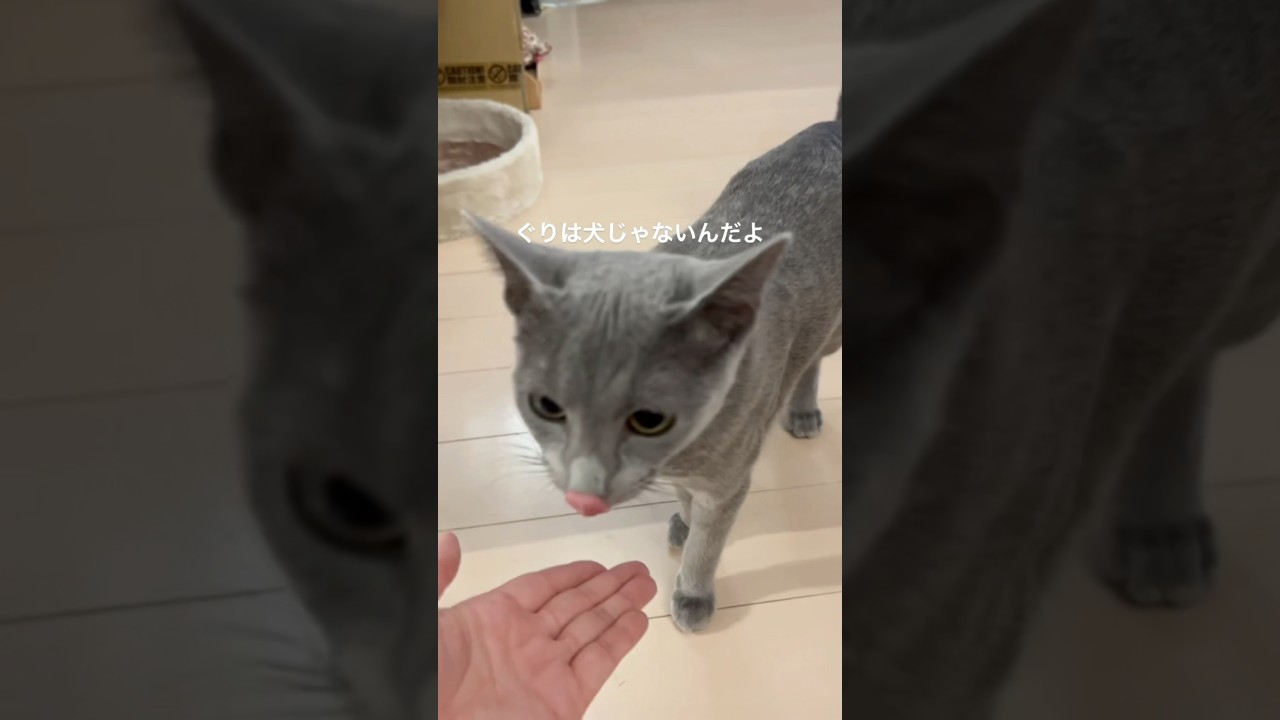 愚痴る猫　#Shorts #ロシアンブルー　#ねこ　#ねこ動画　#cat #猫　#russianblue