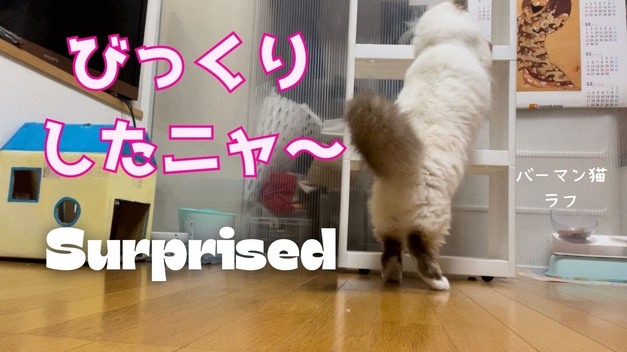 バーマン猫ラフとガブ【びっくりしたニャ〜】Surprised（バーマン猫）Birman/Cat