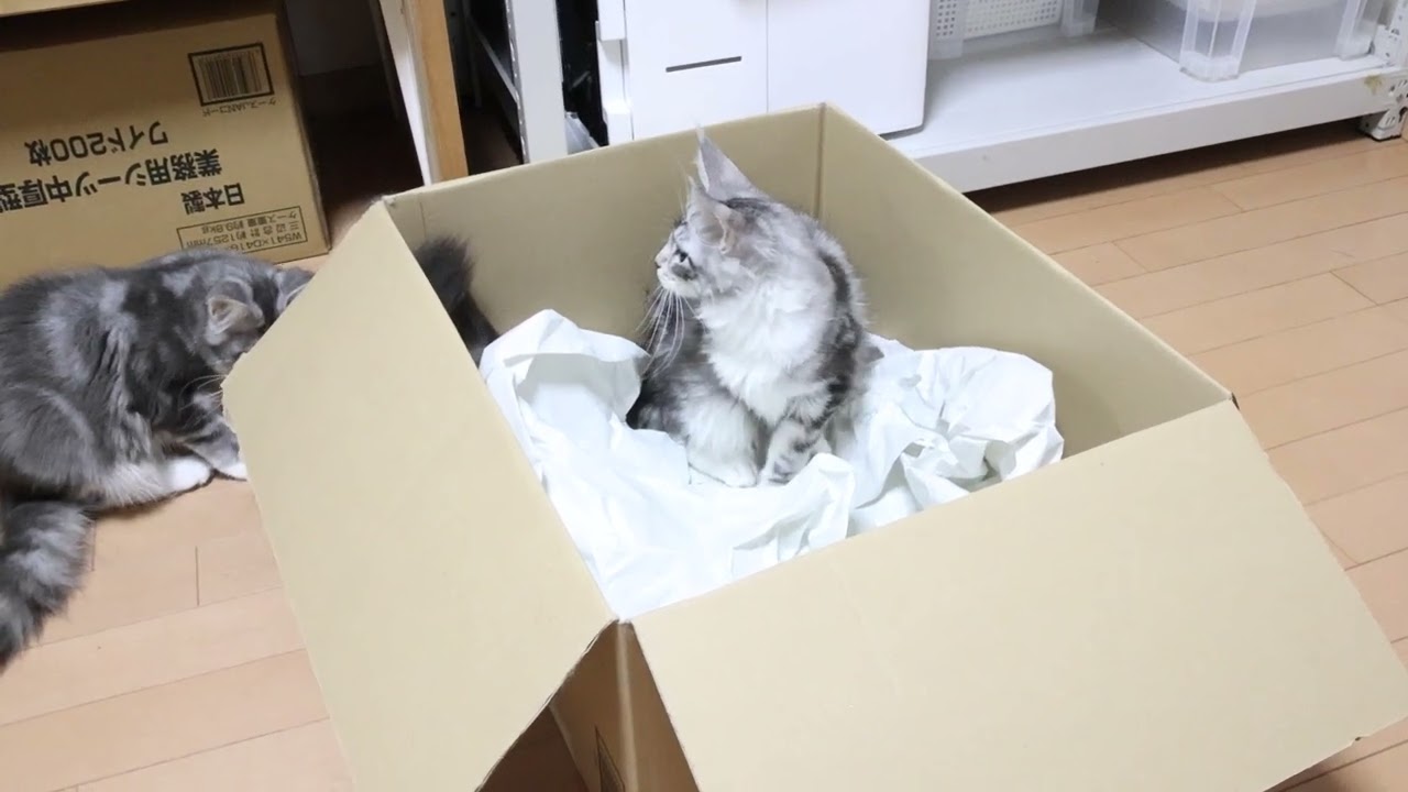 メインクーンの子猫は箱が大好き