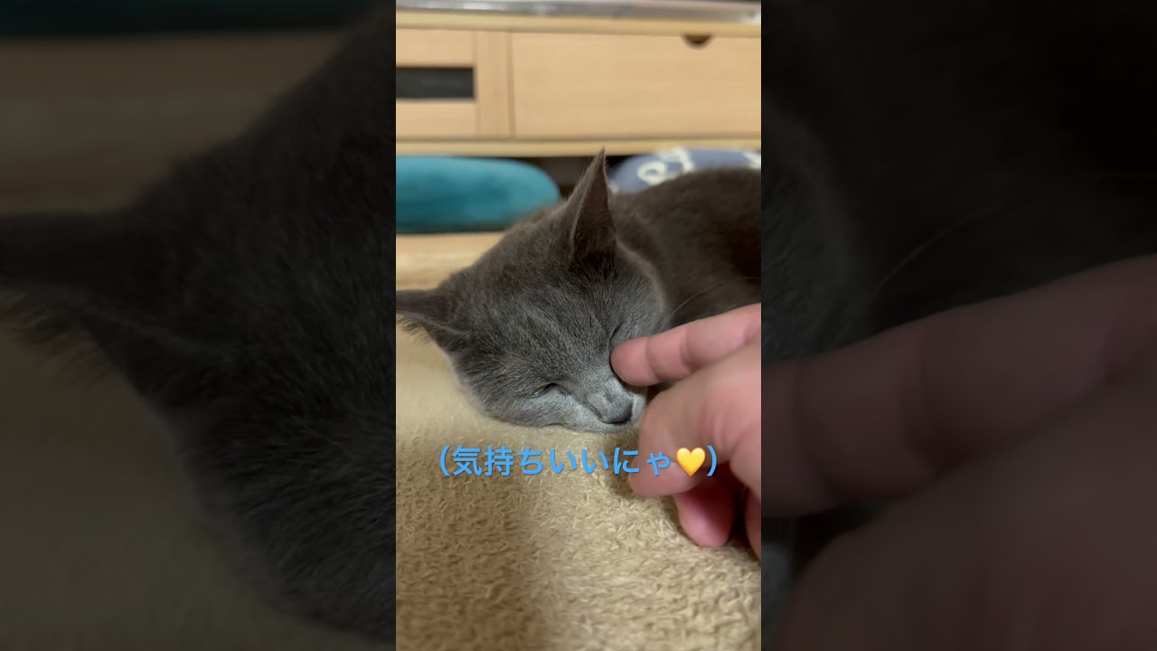 気持ちよくてウットリする猫（ロシアンブルー）#shorts